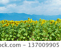Sunflowers at Daiichi Nagisa Park 137009905