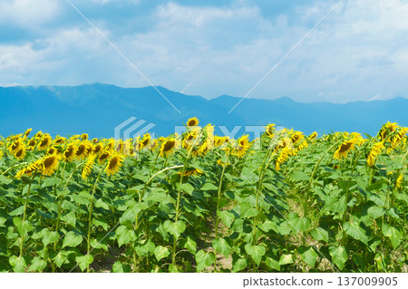 Sunflowers at Daiichi Nagisa Park 137009905