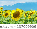 Sunflowers at Daiichi Nagisa Park 137009906