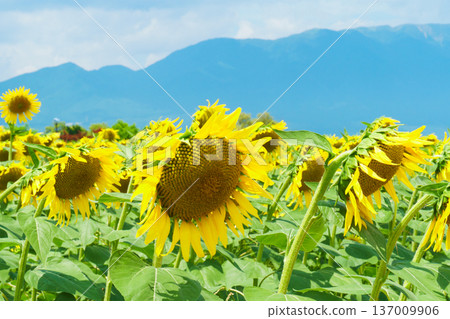 Sunflowers at Daiichi Nagisa Park Sunflowers at Daiichi Nagisa Park 137009906