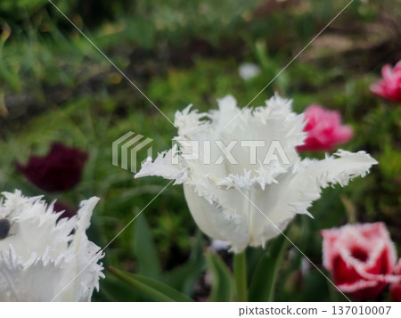 Blooming tulip flower. Blooming tulip flower with white petal in inflorescence on sunny spring morning. Blooming of blossoming white tulip flower growing ground. Natural background. Tulip Blooming tulip flower. Blooming tulip flower with white petal in inflorescence on sunny spring morning. Blooming of blossoming white tulip flower growing ground. Natural background. Tulip 137010007