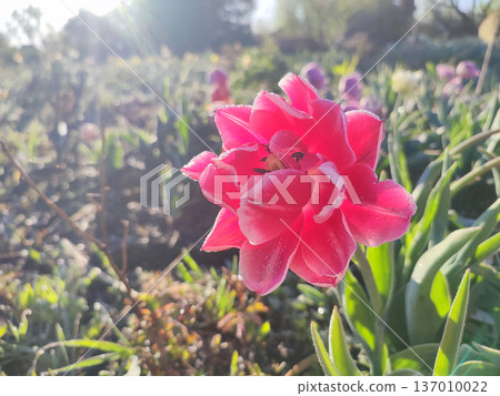 Blooming tulip close-up. Blooming tulip flower with pink petals and frost on a sunny spring morning. Blossoming blooming flower tulip growing in the ground. Petals covered with snow ice Blooming tulip close-up. Blooming tulip flower with pink petals and frost on a sunny spring morning. Blossoming blooming flower tulip growing in the ground. Petals covered with snow ice 137010022