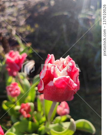 Tulip. Blooming tulip flower. Blooming tulip flower with pink petal in inflorescence on sunny spring morning. Blooming of blossoming red tulip flower growing in ground. Natural background Tulip. Blooming tulip flower. Blooming tulip flower with pink petal in inflorescence on sunny spring morning. Blooming of blossoming red tulip flower growing in ground. Natural background 137010026