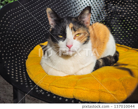 Calico Cat Lying on Chair with Yellow Pillow Calico Cat Lying on Chair with Yellow Pillow 137010044
