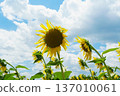 Sunflower and sky 137010061