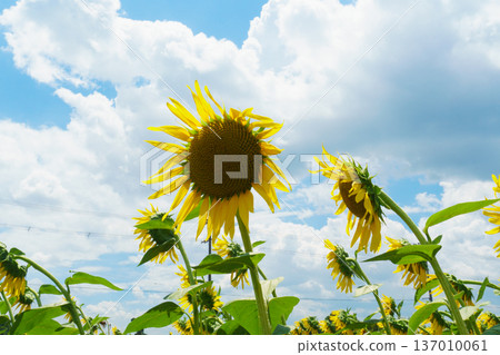 Sunflower and sky Sunflower and sky 137010061