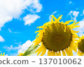 Sunflower and sky 137010062