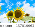Sunflower and sky 137010063