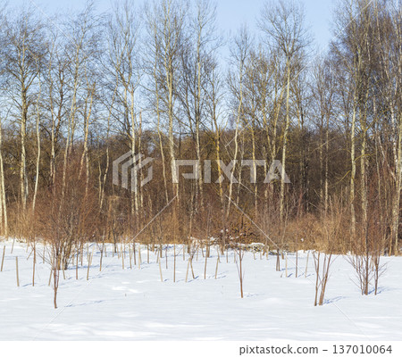 A winter landscape dominated by silver birch trees. Outdoors A winter landscape dominated by silver birch trees. Outdoors 137010064