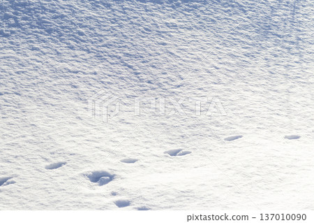 Animal tracks left in deep snow. Background Animal tracks left in deep snow. Background 137010090