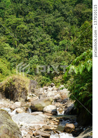 Serene Tropical River Flowing Through Lush Green Forest and Large Boulders 137010115