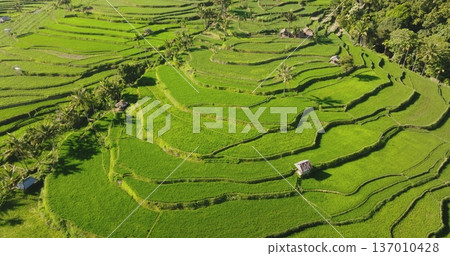 Vibrant green landscape of a traditional Balinese rice paddy, intricate terraced farming fields system and agricultural beauty of Indonesia, Bali island. Aerial drone , nature pattern landscape Vibrant green landscape of a traditional Balinese rice paddy, intricate terraced farming fields system and agricultural beauty of Indonesia, Bali island. Aerial drone , nature pattern landscape 137010428