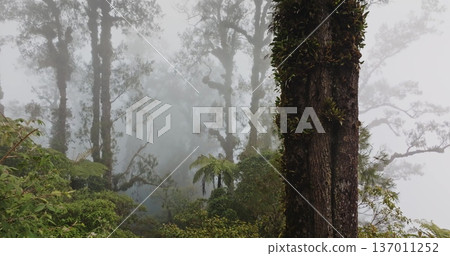 Indonesia, Bali: Abang misty tropical jungle forest with fog obscuring ancient trees and dense undergrowth, creating a mysterious and atmospheric natural background landscape environment. Drone flight Indonesia, Bali: Abang misty tropical jungle forest with fog obscuring ancient trees and dense undergrowth, creating a mysterious and atmospheric natural background landscape environment. Drone flight 137011252