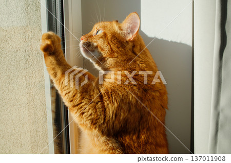 Domestic curious orange cat looking at the window and asking to walk outside, standing on two paws. Domestic pet leisure, bird hunting. 137011908