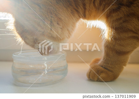 Domestic adult orange cat drinking water from glass bowl by the window close up. Pets nutrition, water balance, prevention of urinary stone disease, pets health. 137011909