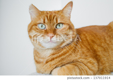Cute domestic orange cat close up with white background Cute domestic orange cat close up with white background 137011914