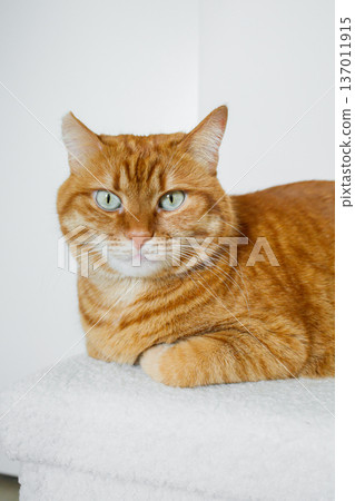 Cute domestic orange cat close up with white background Cute domestic orange cat close up with white background 137011915
