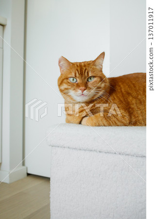 Adult orange cat sitting on white pouf at minimalistic white interior at home and looking at camera. Adult orange cat sitting on white pouf at minimalistic white interior at home and looking at camera. 137011917