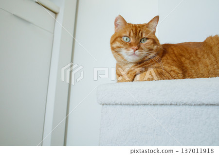 Adult orange cat sitting on white pouf at minimalistic white interior at home and looking at camera. Adult orange cat sitting on white pouf at minimalistic white interior at home and looking at camera. 137011918