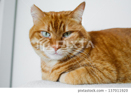 Cute domestic orange cat close up with white background Cute domestic orange cat close up with white background 137011920