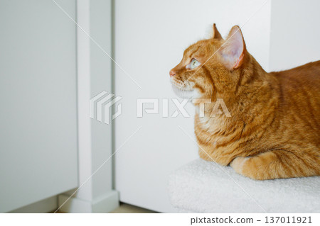 Adult orange cat sitting on white pouf at minimalistic white interior at home 137011921