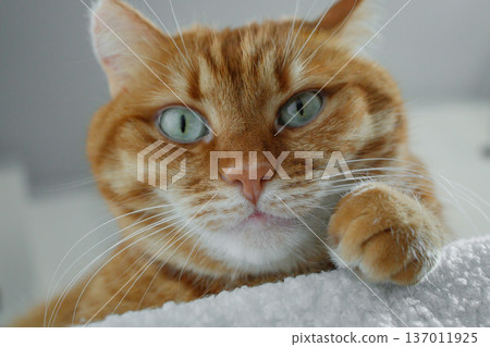 Adult ginger cat sitting on white pouf at home and looking at camera. Cute domestic orange cat face close up. 137011925
