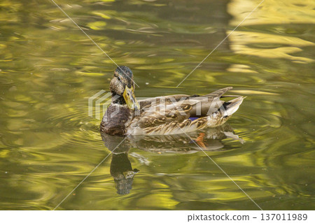 A female mallard duck glides peacefully across the surface of a lake. The water is filled with beautiful yellow and green reflections from the surrounding autumn trees. 137011989
