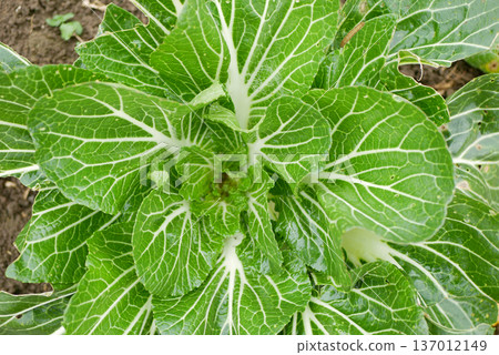Chard Beta vulgaris close-up green fresh healthy leafy bio vegetables organic with small baby buds inconspicuous flowers bolting typically greenish yellow or white producing seeds for propagation Chard Beta vulgaris close-up green fresh healthy leafy bio vegetables organic with small baby buds inconspicuous flowers bolting typically greenish yellow or white producing seeds for propagation 137012149