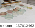 Petri dishes with culture media for microbiological testing in laboratory 137012462