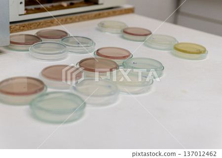 Petri dishes with culture media for microbiological testing in laboratory Petri dishes with culture media for microbiological testing in laboratory 137012462