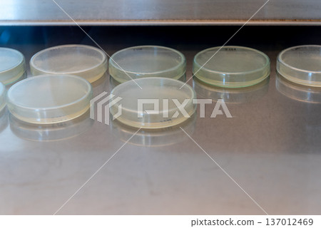 Petri dishes with culture media for microbiological testing in laboratory 137012469