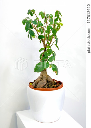Green plant inside flowerpot Green plant inside flowerpot 137012620