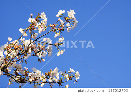 Delicate white blossoms cover the branches of fruit trees. Freshness and peaceful outdoor atmosphere. Delicate white blossoms cover the branches of fruit trees. Freshness and peaceful outdoor atmosphere. 137012703