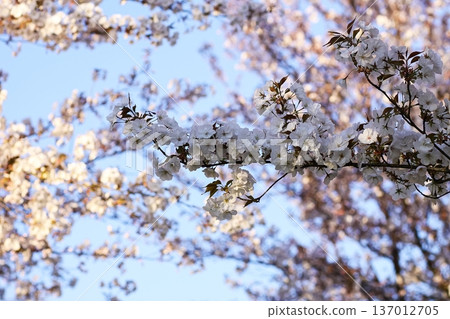 Sunlight highlights white flowers on orchard trees. Vibrancy and seasonal renewal. Sunlight highlights white flowers on orchard trees. Vibrancy and seasonal renewal. 137012705