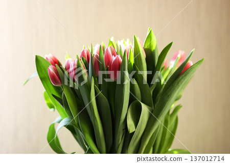 A tulip arrangement decorates a room. Seasonal beauty and natural warmth. A tulip arrangement decorates a room. Seasonal beauty and natural warmth. 137012714