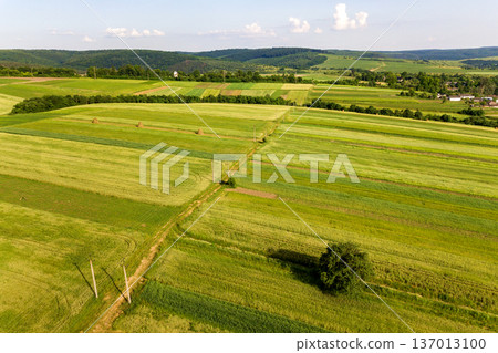 Aerial view of a single tree growing lonely on green agricultural fields in spring with fresh vegetation after seeding season on a warm sunny day. Aerial view of a single tree growing lonely on green agricultural fields in spring with fresh vegetation after seeding season on a warm sunny day. 137013100