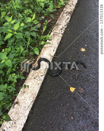 Black snake crossing wet asphalt near curb and greenery. Wildlife encounter, caution, instinct and coexistence with urban nature concept 137013336