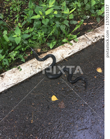 Black snake crossing wet asphalt near curb and greenery. Wildlife encounter, caution, instinct and coexistence with urban nature concept 137013337