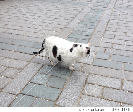 White fat cat walking on stone pavement. Urban animal life, obesity concept. White fat cat walking on stone pavement. Urban animal life, obesity concept. 137013426