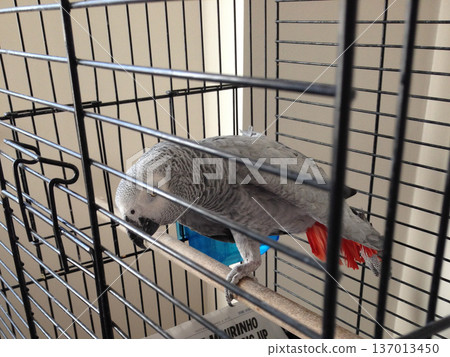 African grey parrot inside cage on perch. Captivity domestic pet care and animal welfare concept. African grey parrot inside cage on perch. Captivity domestic pet care and animal welfare concept. 137013450