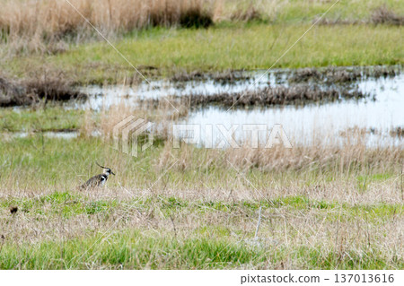 Male northern lapwing with its long black crest Male northern lapwing with its long black crest 137013616