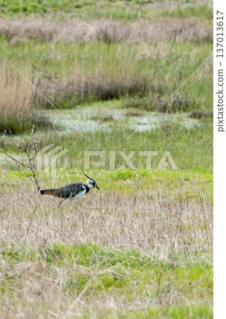 Male northern lapwing, vanellus vanellus, is also known as peewit, pewit or green plover Male northern lapwing, vanellus vanellus, is also known as peewit, pewit or green plover 137013617