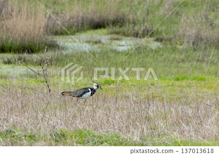 Male northern lapwing, vanellus vanellus, is also known as peewit, pewit or green plover Male northern lapwing, vanellus vanellus, is also known as peewit, pewit or green plover 137013618