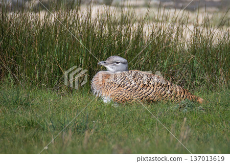 Great bustard, beautiful terrestrial wild bird Great bustard, beautiful terrestrial wild bird 137013619
