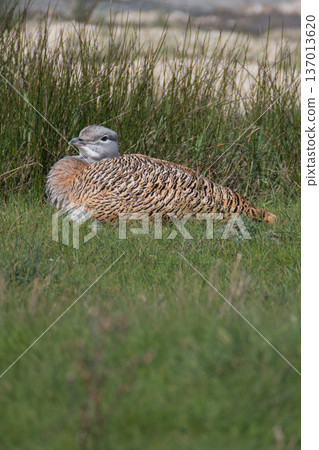Great bustard, beautiful terrestrial wild bird Great bustard, beautiful terrestrial wild bird 137013620