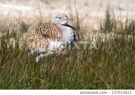 Great bustard, Otis tarda, one of heaviest living flying birds Great bustard, Otis tarda, one of heaviest living flying birds 137013621