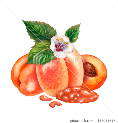 Watercolor illustration of ripe apricot fruit with leaves, blossom, apricot jam. Botanical clipart isolated on white background for food design, jam label, branding, organic products, farmers market Watercolor illustration of ripe apricot fruit with leaves, blossom, apricot jam. Botanical clipart isolated on white background for food design, jam label, branding, organic products, farmers market 137013757