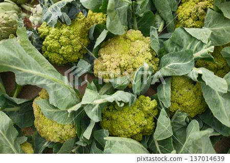 Fresh Broccoli Head on Rustic Surface Fresh Broccoli Head on Rustic Surface 137014639