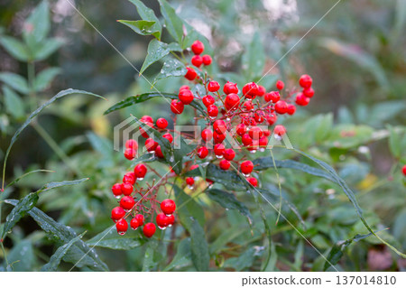 Close-up of ripe red berries in raindrops on a Nandina domestica bush, selective focus. 137014810