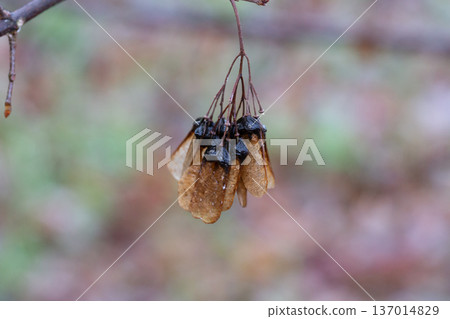 Autumn. Ripe seeds on a maple tree branch. Autumn. Ripe seeds on a maple tree branch. 137014829